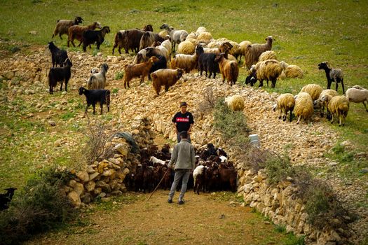 9 May 2022 Derik Mardin Turkey. Goat herd being herded by herder men on the field