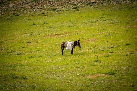 9 May 2022 Derik Mardin Turkey. Goat herd being herded by herder men on the field