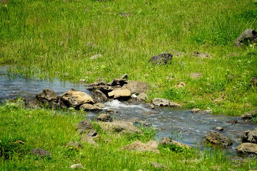 Little stream pouring along the green fields