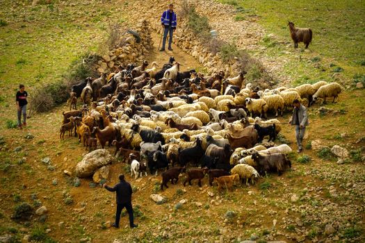 9 May 2022 Derik Mardin Turkey. Goat herd being herded by herder men on the field