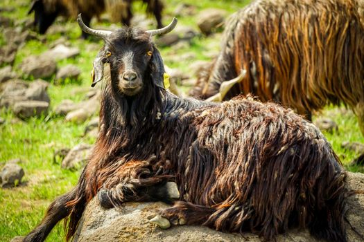 Goat herd Close up view