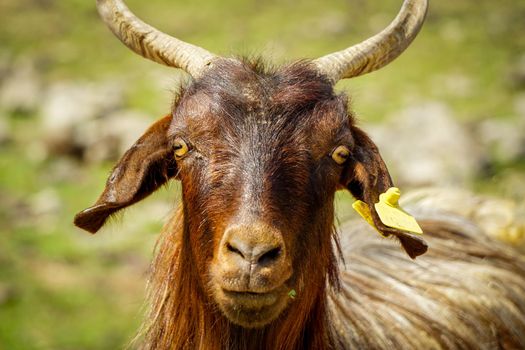 Goat herd Close up view