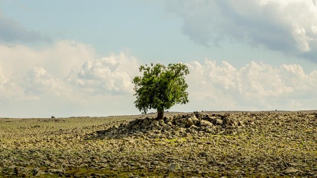 Alone tree on the field