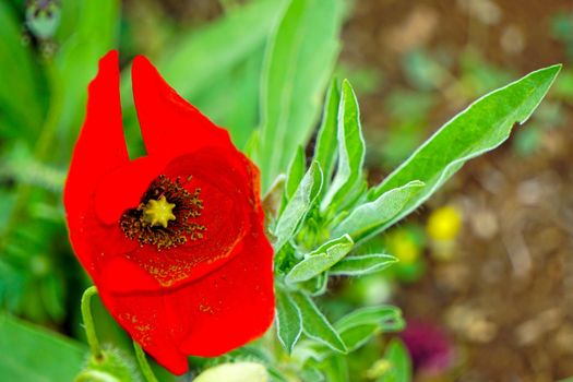 Corn poppy flower field close up view