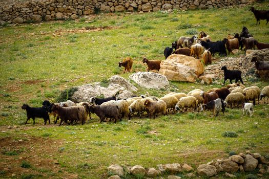 9 May 2022 Derik Mardin Turkey. Goat herd being herded by herder men on the field