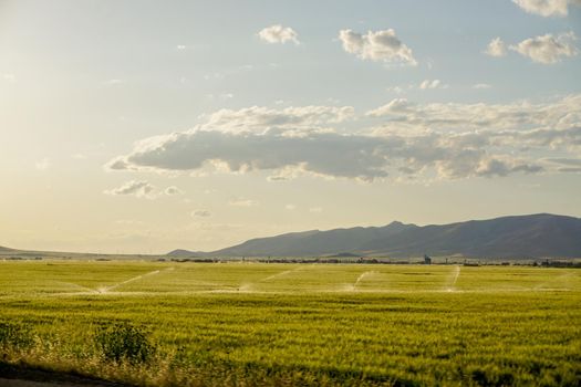 Green wheat ear fields at sunset