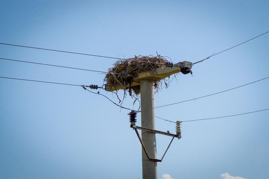 Stork Nest on electric post on South Eastern Turkey