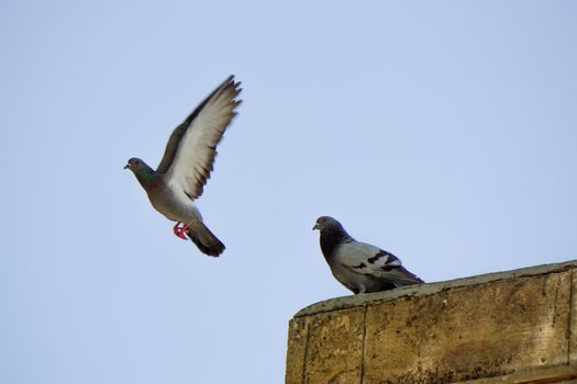 Flying pigeon on a sunny day