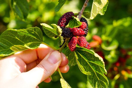 Uncultivated black mullberry on tree close up view