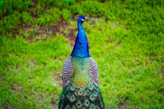 Peacock bird with vibrant colored tail