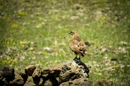 Brown hawk in the nature