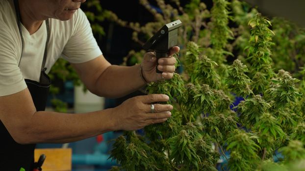 Cannabis farmer use microscope to analyze CBD in curative cannabis farm before harvesting to produce cannabis products