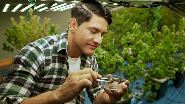 Marijuana farmer tests marijuana buds in curative marijuana farm before harvesting to produce marijuana products