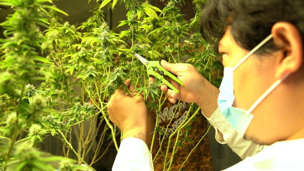 Cannabis farmer cutting cannabis plant in curative indoor cannabis farm for production and extraction of medical cannabis products