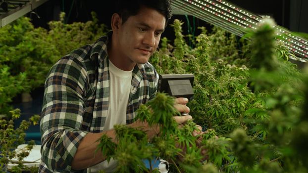 Cannabis farmer use microscope to analyze CBD in curative cannabis farm before harvesting to produce cannabis products