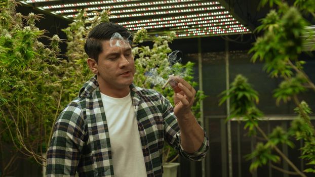 Marijuana farmer smoking rolled marijuana weed joint in curative marijuana farm for recreation or testing examination of his own marijuana quality