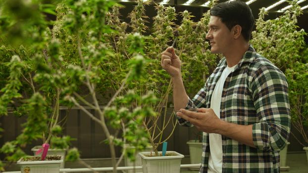 Marijuana farmer tests marijuana buds in curative marijuana farm before harvesting to produce marijuana products