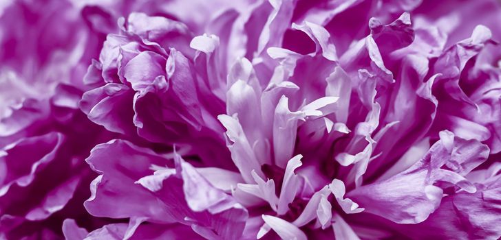 Soft focus, abstract floral background, Purple peony flower petals. Macro flowers backdrop for holiday brand design