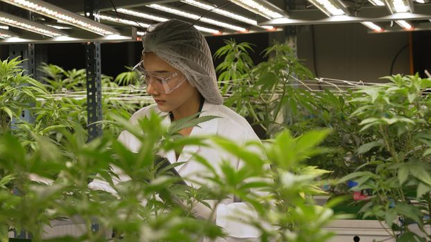 Scientist test cannabis product in curative indoor cannabis farm with scientific equipment before harvesting to produce cannabis products