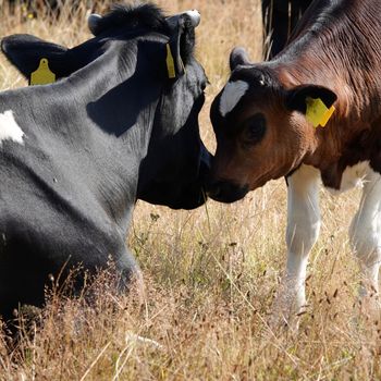 Calf and cow. Mother and child contact each other. The owner believes in natural cows and doesn't remove their horns. The calf has a black-red coat. This means it has the telstar gene. 