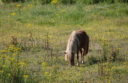 Chestnut pony with flaxen manes grazing on a meadow. The meadow is full of wildflowers.