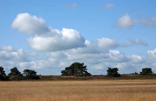 Beautiful landscape with an impressive sky. In the distance an heath area with Scots pine trees in the distance. In the front dry grass. Location: Itterbeck, Germany