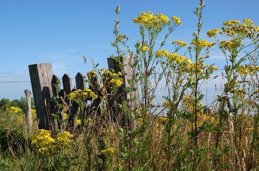 A crooked fence, used in the Netherlands to prevent animals getting out. It's made deliberately this way. Gravity ensures that it does not stay open. Ragwort grows for it.