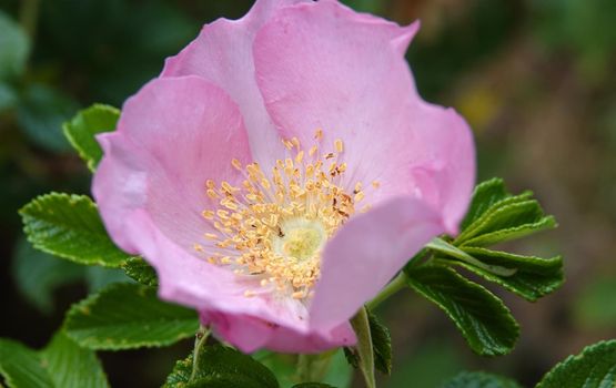 Beautiful light pink rosa rugosa rose with yellow stamens