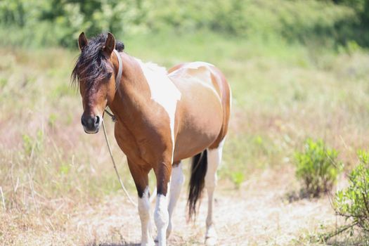 Portrait of light brown young colt stand in field, in flower meadow, wild animal in nature. Summer blooming landscape, well-groomed steed. Wildlife concept