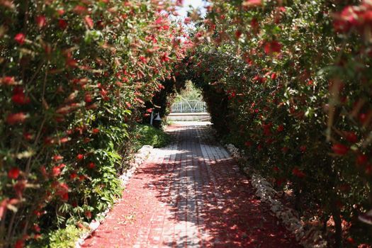 Close-up of ground path with blooming flowers on both sides, smells like spring, road to garden or park. Nature, outdoors, season, plant, beauty concept
