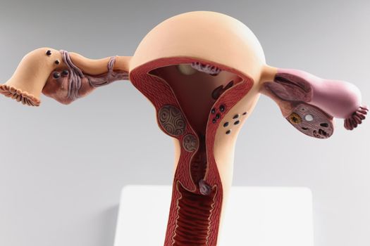 Close-up of anatomical model of womans uterus and ovaries, human reproductive organs, healthy female reproductive system, conception, education concept