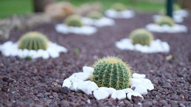 Flowerbed of cactus flowers in the garden with purple and white stones. Beautiful cactus plantation in summer garden concept