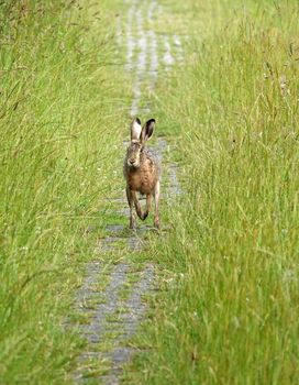 European hare approaching the photographer