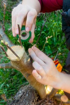 Gardener makes a graft on a tree branch in the garden .apple tree renovation by the grafting. grafted fruit tree in an orchard.