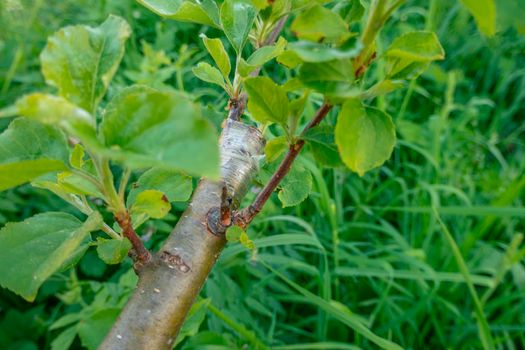 Gardening. Graft an apple tree. Green sprouts of a grafted apple. Successful grafting fruit tree. High quality photo