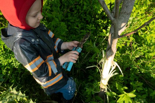 gardening: the boy removes the bark from the aspen tree, for further drying of the root. Technology of weed control.