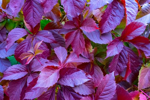 Botanical background of reddened autumn leaves of wild grapes .A place for a copy of space. Autumn Botanical background of red leaves of wild grapes. Horizontal orientation