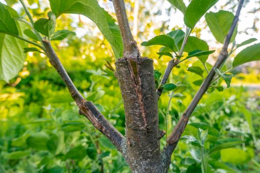 Gardening. Graft an apple tree. Green sprouts of a grafted apple. Successful grafting fruit tree. High quality photo