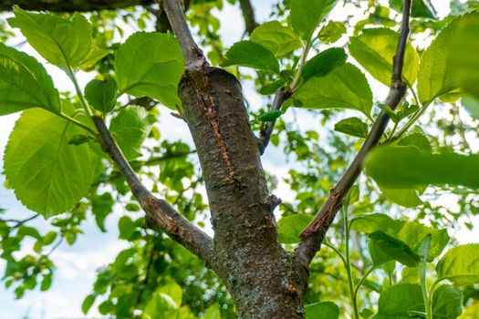 Gardening. Graft an apple tree. Green sprouts of a grafted apple. Successful grafting fruit tree. High quality photo