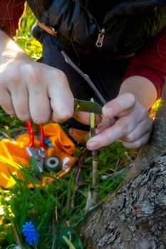 Gardener makes a graft on a tree branch in the garden . apple tree renovation by the grafting. grafted fruit tree in an orchard.