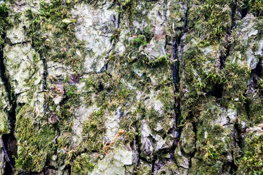 Green moss on the bark of a tree. Close up.