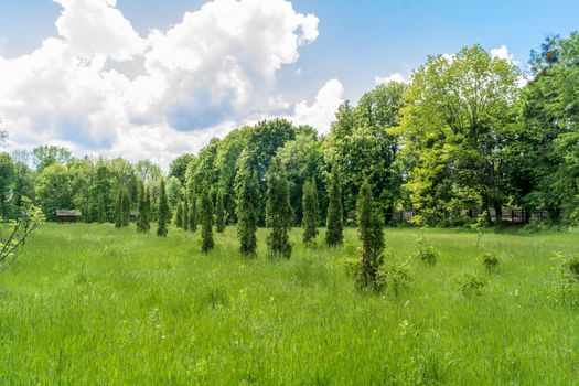 In the park, thuja trees planted in a row grow. Green park in spring