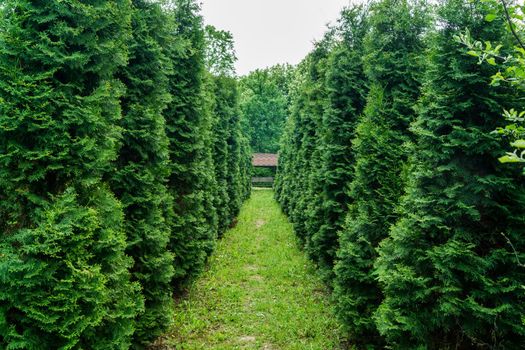 The alley in the park is lined with green thuja on both sides.