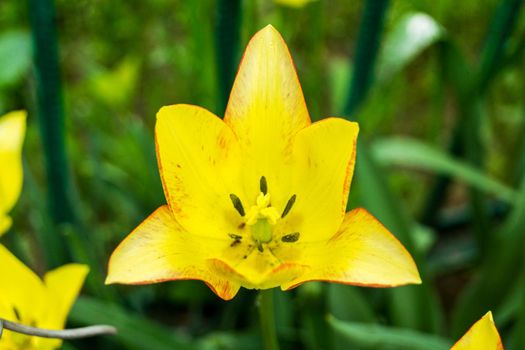 Yellow lily flower on a background of green leaves. Selective focus.