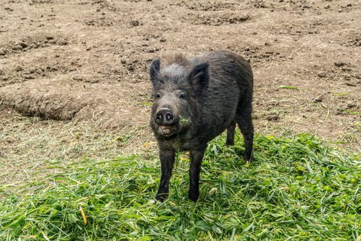 One wild pig eats green plucked grass.