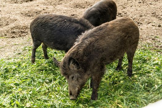Three wild pigs are eating green plucked grass.