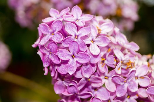 Purple lilac flower. Close up. Soft focus