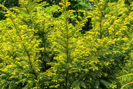 Young spruce twigs are yellow in color.