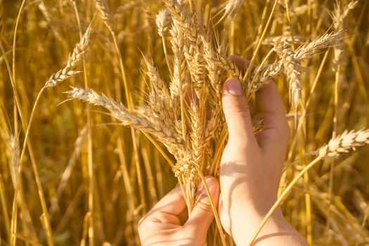 A man's hand holds spikelets of ripe wheat with grain on the background of a golden field and the sky. The farmer carefully checks the quality of the crop.