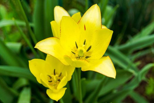 Yellow lily flower on a background of green leaves. Selective focus.